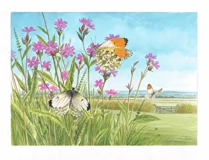 Campion: Orange Tip butterflies on Campion