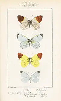 Pauquet: Orange tip, sooty orange tip and wood white