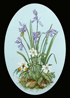 Ladybird: Orange Tip on Wood Anemone