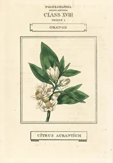 Aurantium: Orange tree, Citrus aurantium