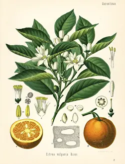 Aurantium: Orange tree and fruit, Citrus aurantium