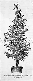 Flowerpot: ORANGE TREE IN A POT