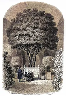 Orangerie: ORANGE TREE/VERSAILLES