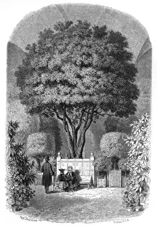 Orangerie: ORANGE TREE/VERSAILLES