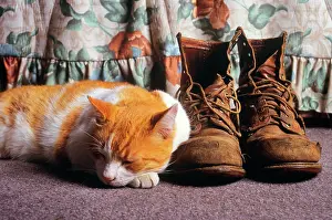 Ger002: Orange and White Cat Curled up Head on Paw Sleeping