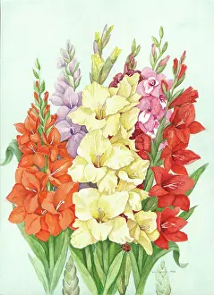 Gladioli: Orange, Yellow and Red Gladioli