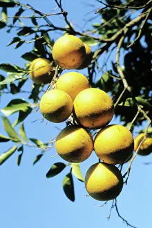 Mozambique: Oranges, 1976