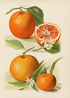 Tangerine: Oranges