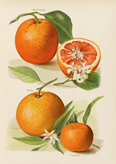Tangerine: Oranges