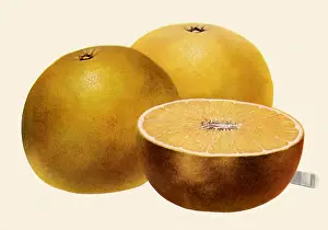 Citrus: Oranges