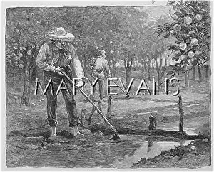Irrigating: ORANGES, CALIFORNIA