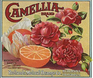 Camelia: Oranges and Camelia