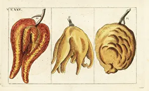 Bulbous: Oranges, misshapen and bulbous forms, Citrus aurantium
