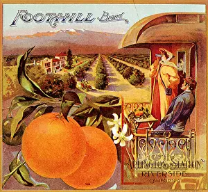 Orchards: Oranges and Orchards