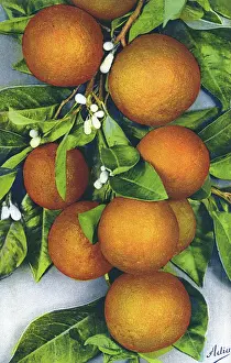 ORANGES/PHOTOGRAPH