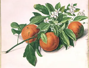 Citrus: Oranges and Sea Shells