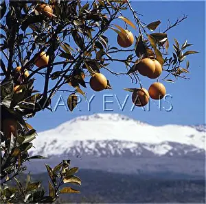Beni: ORANGES ON TREE 1976
