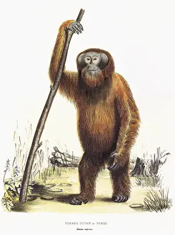 Apes: Orangutan
