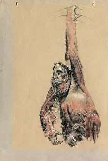 Swings: An Orangutan