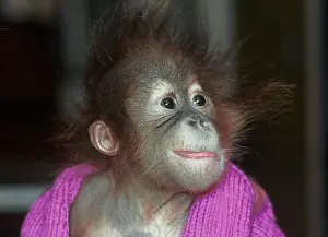 Sumatra: Orangutan from Sumatra, 1996