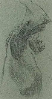 Apes: Orangutang