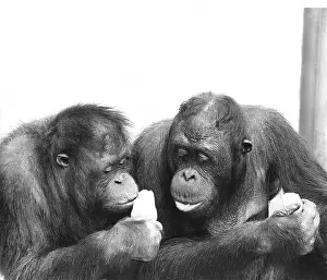 Lolly: Two orangutans with ice lollies
