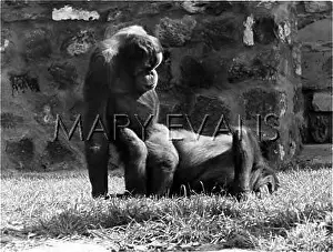 Orangutans: ORANUTANS MATING