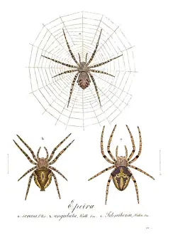 Hahn: Orb Web Spiders