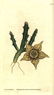 Variegata: Orbea variegata