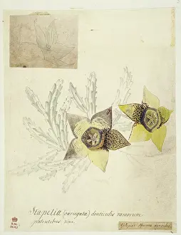 Dionysius: Orbea variegata, toad cactus