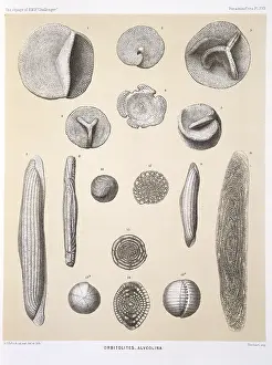 Foram: Orbitolites - Alveolina