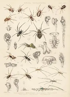 Arachnology: Orbweaver spiders