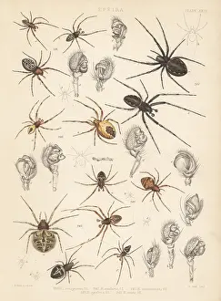 Arachnology: Orbweaver spiders