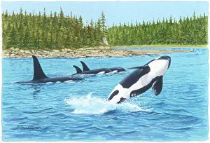 Whales: Orca Whales by Pine Shore