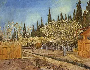 Cypress: Orchard in Blossom, Bordered by Cypresses, by Van Gogh