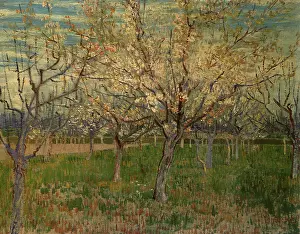 Blossoming: Orchard with Blossoming Apricot Trees, by Van Gogh