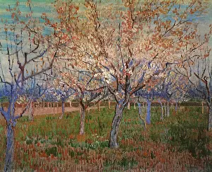 Blossoming: Orchard with Blossoming Apricot Trees, by Van Gogh
