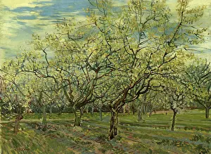 Plum: Orchard with Blossoming Plum Trees, by Van Gogh