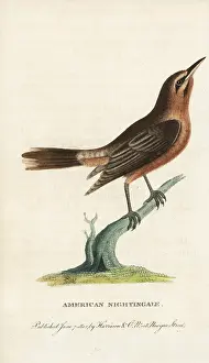 Spurius: Orchard oriole, Icterus spurius