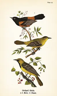 Downy: Orchard oriole, Icterus spurius
