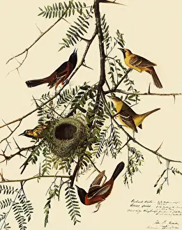 Alternating: Orchard Orioles