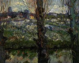 Poplar: Orchard Through Poplars, by Van Gogh