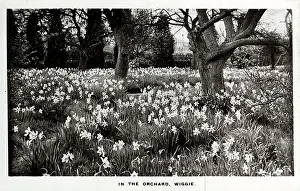 Orchard: In the Orchard, Wiggie, Surrey