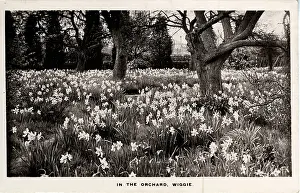 Orchard: The Orchard, Wiggie, Surrey