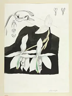 Schomburgk: Orchid