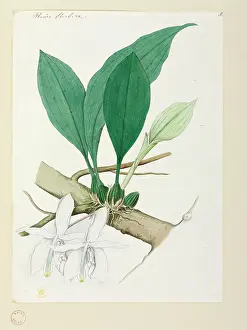 Schomburgk: Orchid