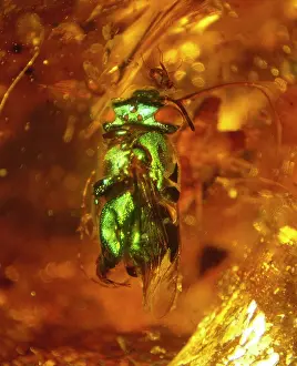 Amber: Orchid bee in copal