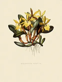 Glauca: Orchid, Brassavola glauca