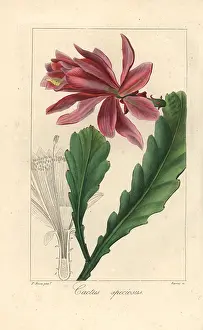 Bessa: Orchid cactus, Disocactus speciosus