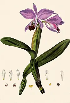 Hothouses: Orchid, Cattleya labiata
